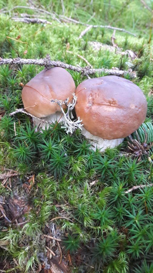 Domcek U Hanov Liptovský Mikuláš Exteriör bild